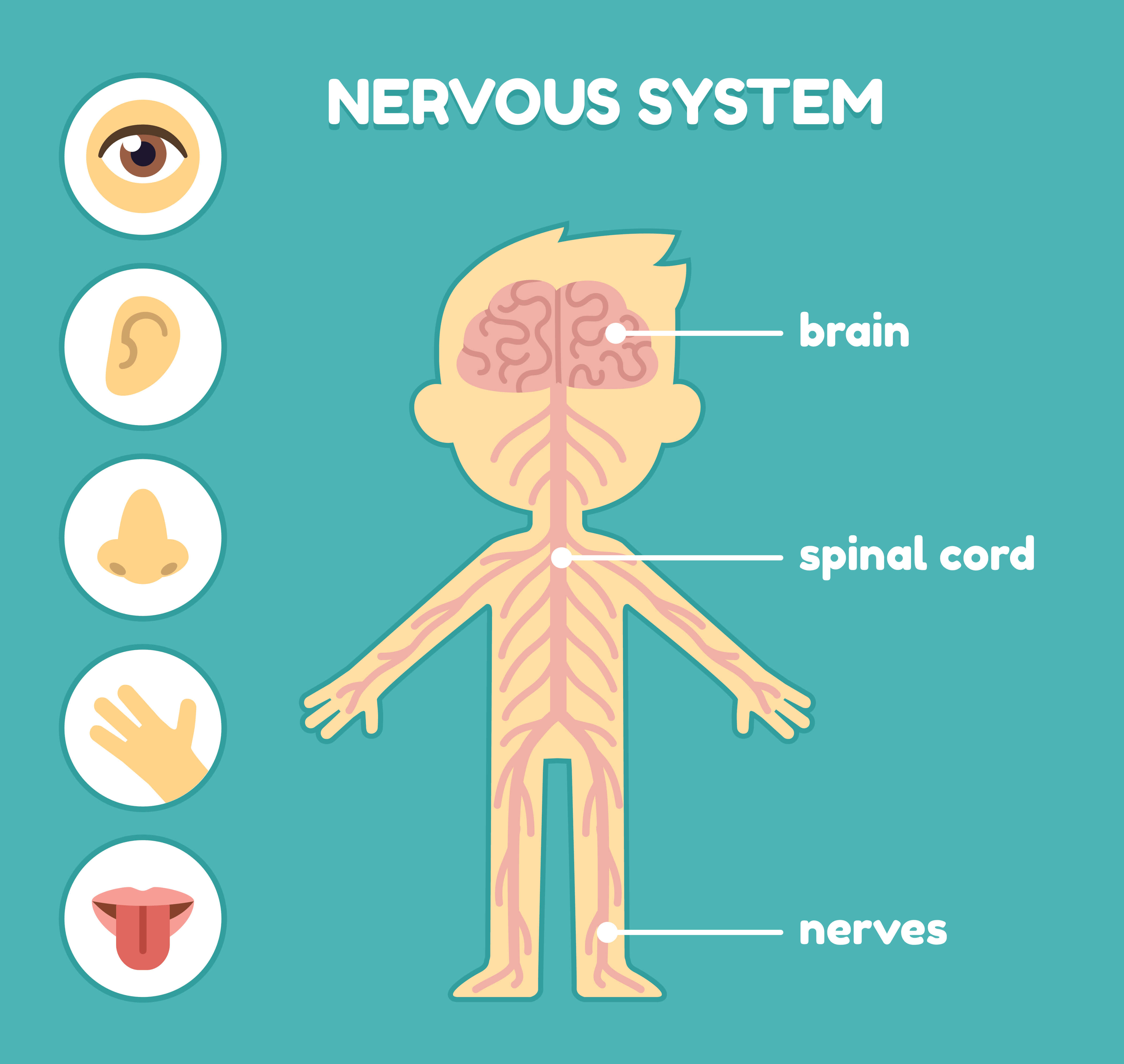 Central Nervous System