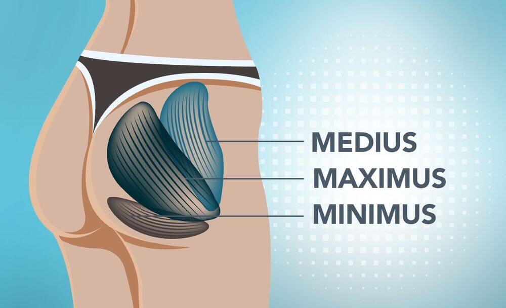 Glute Muscles